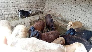 кой сатып алам бишкек: Сатам | Козу | Аргын | Көбөйтүү үчүн | Ургаачы — 1
