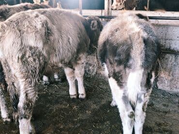 продам бу оборудование для птицефабрики: Продаю | Бык (самец) | Швицкая, Симментальская, Аулиекольская | На откорм — 22