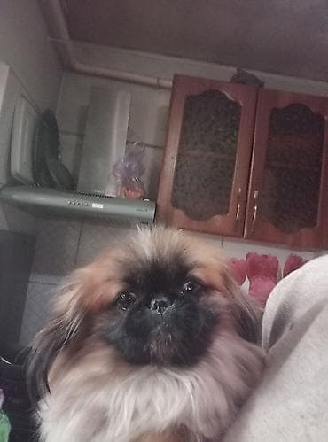 собака породы звонок: Порода: пекинес (миниатюрная декоративная собака)мальчик 1 год,готов — 3