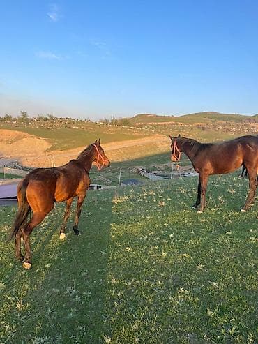ат сатып алам: Продаю | Кобыла (самка) | Для разведения — 1