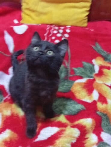 шотландская вислоухая длинношерстная кошка: 3 месяца, Мальчик — 3