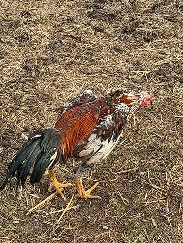 уургачы тай: Продаю | Петух | Бойцовая | Для разведения — 3