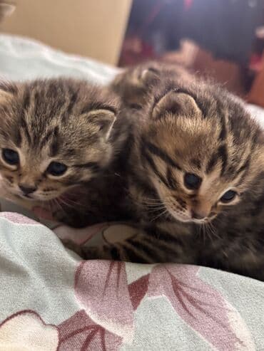 сумка для котят: Котята от домашней пары: папа — бенгальский кот с ярким контрастным — 6