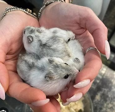 джунгарский хомяк: В продаже хомячки джунгарские — домашние, ручные, красивых окрасов — 1