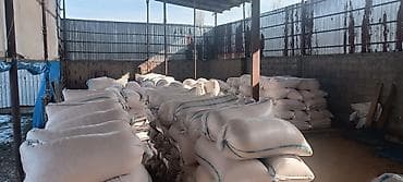 стар 53: Продаю кукурузу сорт Маями +-18 тонн в мешках. 25 сом самовывозом — 3