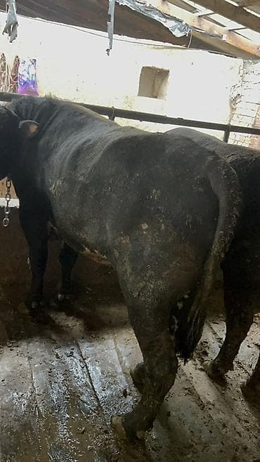 телка голштин: Продаю | Бык (самец) | На откорм | Привязанные — 4