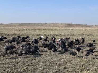 продажа щенков немецкой овчарки с документами в бишкеке: Сатам | Ургаачы күрп (ургаачы), Балапан күрп | Кара ханзаада, Түндүк Кавказ | Союуга, Көбөйтүү үчүн | Асыл тукумдуу — 28