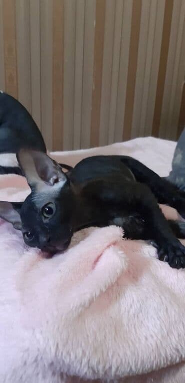 Грызуны: Продаю котят породы сфинкс: биколор (бело-черный, серо-бело-рыжий — 7