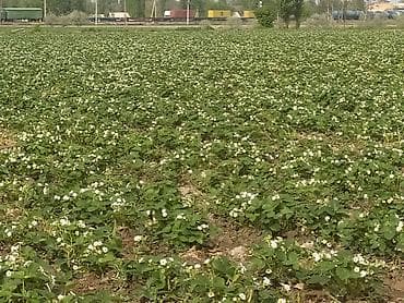 сублимированные фрукты бишкек цена: Ассалам алайкум! Клубника кочот сатылат. Таза аралашмасы жок местный — 9