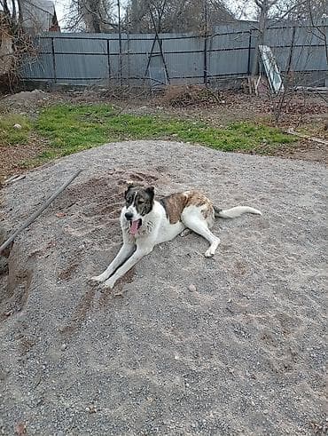 белая собака: Собака крупного размера, Окрас бело-тигровый: спина и бока тигровые — 3