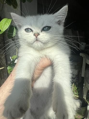 сколько стоит американская короткошёрстная кошка: Британский котёнок серебристого окраса (chinchilla/silver shaded). - — 5