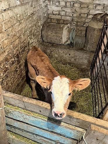 объявления о животных: Продаю | Тёлка | На откорм — 3