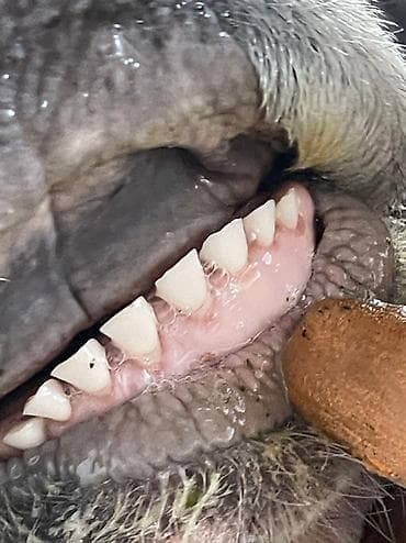 Мышыктар: Сатам | Бука (эркек) | Швиц | Бордоп семиртүү үчүн — 4