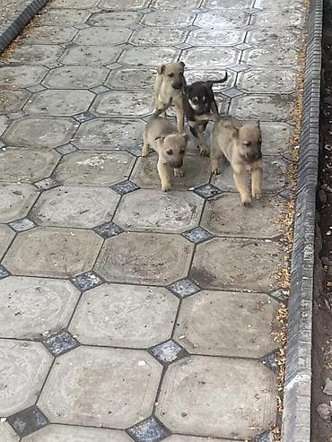 щенок стаффа: Щенки смешанных пород Домашние - Возраст примерно 2 месяца (по фото — 6