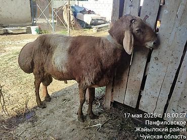 бишкек ит: Сатам | Кочкор (эркек) | Эдильбай | Көбөйтүү үчүн | Асыл тукумдуу — 5