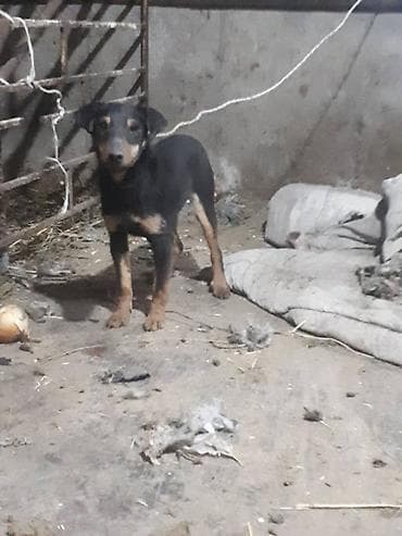 щенки дратхар: Продаю ягтарьер сука — 2