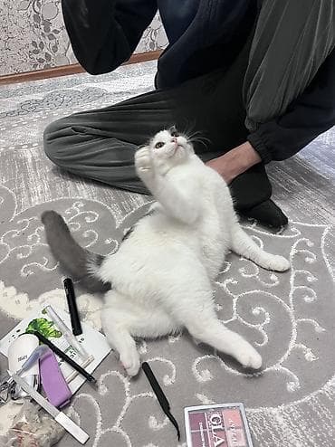 1 800 kgs котяты: Котята, помёт из 4 малышей: - Окрас: сплошной серый (2 котёнка) — 6