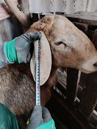 ош ишкаван: Сатам | Кочкор (эркек) | Арашан | Көбөйтүү үчүн | Бооз — 4