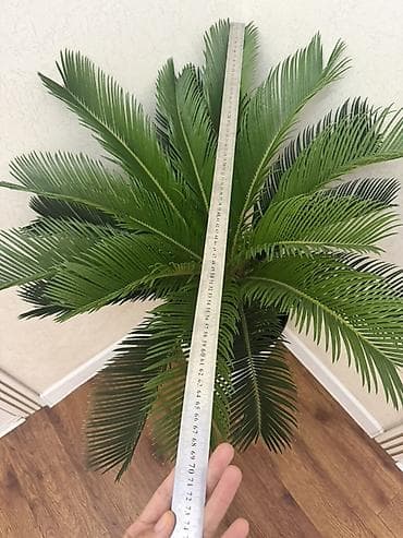Бөлмө өсүмдүктөрү: 🌿 Продаётся цикас (саговая пальма) Высота: ~1 метр Состояние — 3