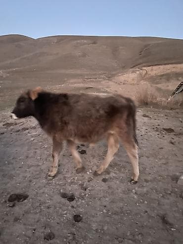Үй жаныбарлары үчүн товарлар: Сатам | Музоо | Аргын | Бордоп семиртүү үчүн — 2