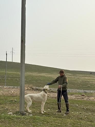 собака беловодск: Алабай, Более 5 лет, Самец — 5