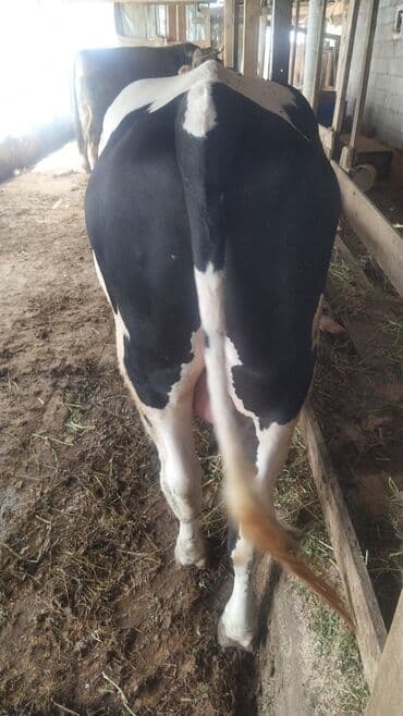 шабашные расценки на строительные работы рядом просп жибек жолу бишкек: Экскаватор | Водопровод — 3