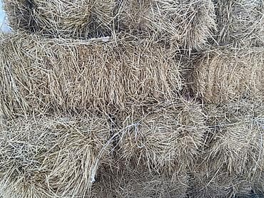 силос для коров: Арпа саман сатылат — 2