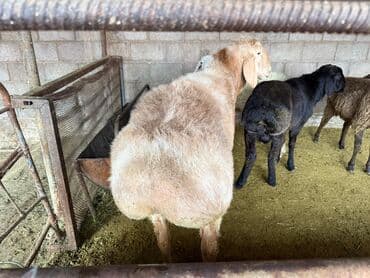 дом животных: Продаю | Баран (самец) | Полукровка, Арашан | Для разведения | Племенные, Осеменитель — 7