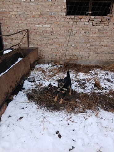 Иттер: Щенок небольшого размера, черный с подпалом. Уши стоячие/полустоячие — 4