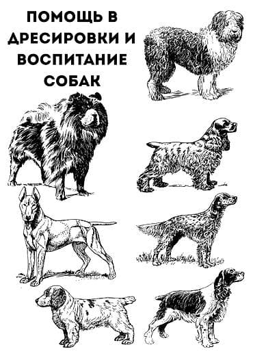 услуги куна: Помощь в воспитании и дрессировке собак - Индивидуальные — 1