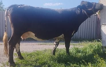 поставщики кормов для животных бишкек: Продаю | Корова (самка) | Полукровка, Алатауская | Для разведения, Для молока | Осеменитель, Стельные, Искусственник — 5