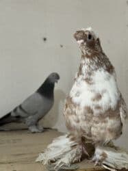 корм для форели купить: Продам два голубя — 1