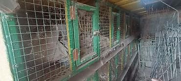 Үй жаныбарлары: СРОЧНО ПРОДАЮ !!! Четыре огромные Клетки для Кроликов ( для обычных и — 2
