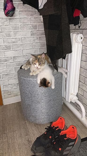 3 года, Девочка, Приучена к лотку, Проглистована