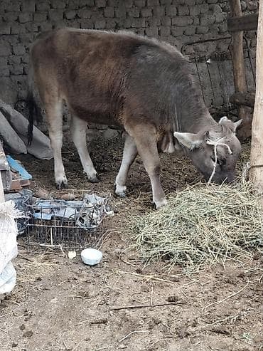 голуби птицы животный: Продаю | Тёлка | Для молока — 4