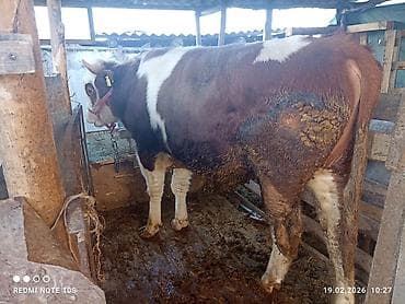 Товары и оборудование для с/х животных: Продаю | Бык (самец) — 1