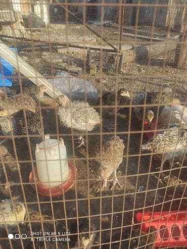 Продаю | Индюшата | На забой | Племенные at lalafo.kg Продаю | Индюшата | На забой | Племенные