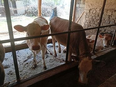 продаю уй: Продаю | Тёлка | Полукровка | На откорм | Племенные — 3