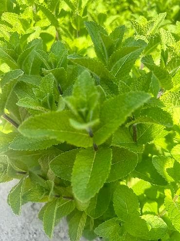 хлорофилл в бишкеке: Мята сатылат 1 кг 500с
Город Жалал-Абад 
Тел — 3