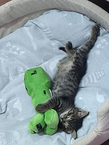 кошки крысоловы: Беспородная, 1 месяц, Мальчик, Приучена к лотку — 1