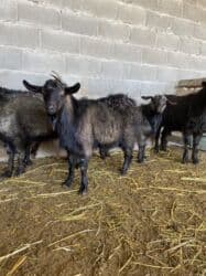 декоротивные куры: Продаю | Коза (самка) | Полукровка | Для разведения — 1