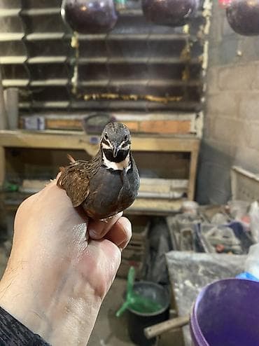 кормовые насекомые: Инкубационные яйцо китайских расписных перепелок - Породы/окрасы — 5