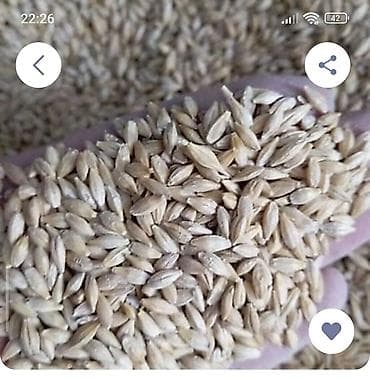 Арпа сатып алам. 2 тоннадай керек. Сокулука жакын жерден болсо жакшы at lalafo.kg Арпа сатып алам. 2 тоннадай керек. Сокулука жакын жерден болсо жакшы