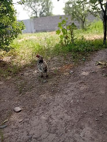 цыпа: Продаю | Куры | Для разведения — 4