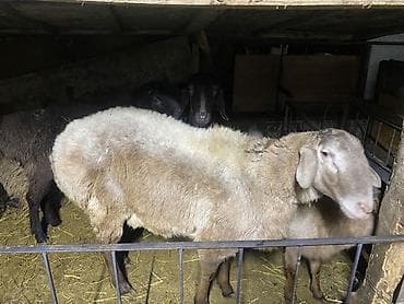 собаки шенки: Продаю | Овца (самка) | Для разведения | Матка — 4