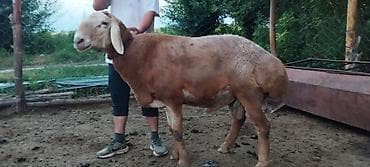 Продаю | Баран (самец) | Для разведения — 3