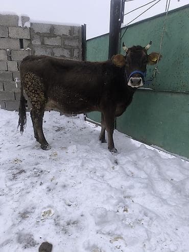 ишу карова: Продаю | Корова (самка) — 3