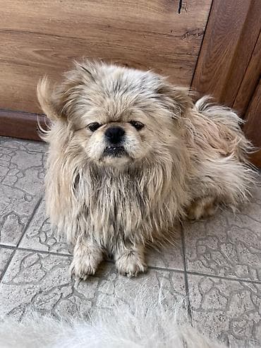 Ветеринар кызматы: Найден пес породы Пекинес в районе Кара-Жыгач. Собака без ошейника — 1