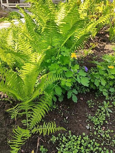 лес цена: Папоротник
шт-200
Звоните отправлю доставкой — 3