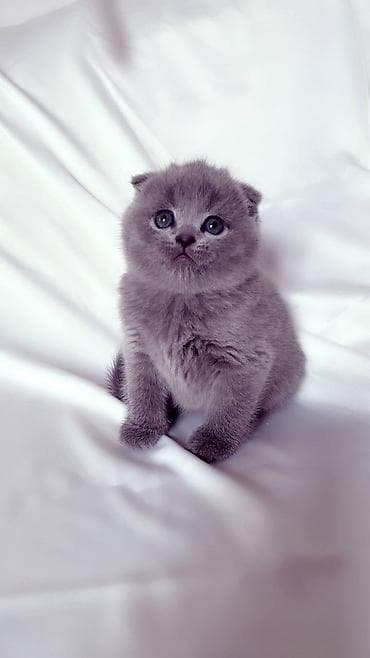 Продается котенок шотландский вислаухий С документами, 1,5 месяц К